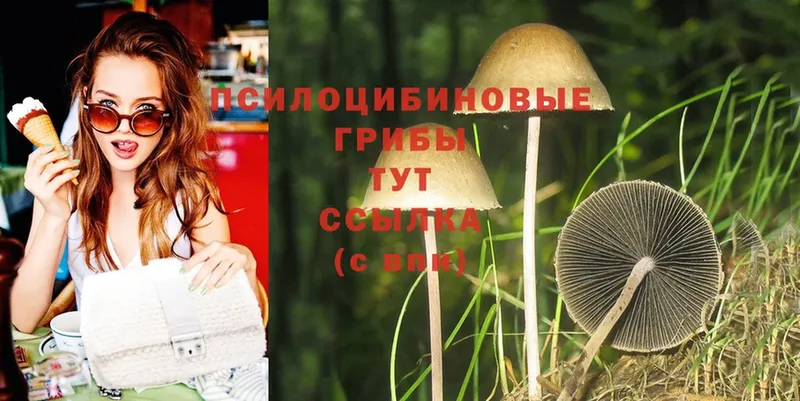 Галлюциногенные грибы Psilocybe  Корсаков 